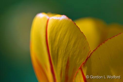 Tulip Closeup_48534.jpg - Photographed near Ottawa, Ontario - the Capital of Canada.